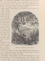 Tr&auml;snitt &rdquo;Afrikansk v&auml;varf&aring;gel&rdquo; ur bok fr&aring;n 1903 