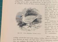 Tr&auml;snitt &rdquo;Lilla slidn&auml;bban (Chionis minor)&rdquo; ur bok fr&aring;n 1903 