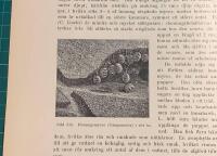 Tr&auml;snitt &rdquo;Honungsmyror (Camponotus) i sitt bo&rdquo; ur bok fr&aring;n 1903 