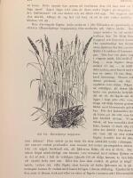 Tr&auml;snitt &rdquo;Vimpelnattsk&auml;rra&rdquo; ur bok fr&aring;n 1903 