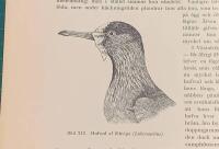 Tr&auml;snitt &rdquo;Flikvipa (Lobivanellus)&rdquo; ur bok fr&aring;n 1903 