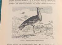 Tr&auml;snitt &rdquo;Afrikansk trapp (Eupodotis arabica)&rdquo; ur bok fr&aring;n 1903 