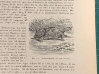 Tr&auml;snitt &rdquo;Klaffsk&ouml;ldpadda (Cinixys belliana)&rdquo; ur bok fr&aring;n 1903 