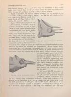 Tr&auml;snitt &rdquo;Kameleonter&rdquo; ur bok fr&aring;n 1903 