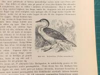 Tr&auml;snitt &rdquo;Dykareh&ouml;na (Podica senegalensis)&rdquo; ur bok fr&aring;n 1903 