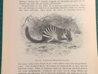 Tr&auml;snitt &rdquo;Pungmyrslok (Myrmecobius fasciatus)&rdquo; ur bok fr&aring;n 1903 