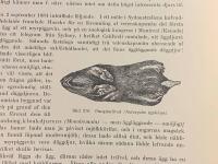 Tr&auml;snitt &rdquo;Pungmullvad (Notoryctes typhlops)&rdquo; ur bok fr&aring;n 1903 