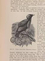 Tr&auml;snitt &rdquo;Wilsons paradisf&aring;gel (Diphyllodes Wilsoni)&rdquo; ur bok fr&aring;n 1903 