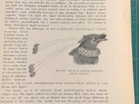 Tr&auml;snitt &rdquo;Sexfj&auml;drad paradisf&aring;gel&rdquo; ur bok fr&aring;n 1903 