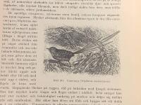 Tr&auml;snitt &rdquo;Emusmyg (Stipiturus malarchurus)&rdquo; ur bok fr&aring;n 1903 