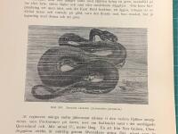 Tr&auml;snitt &rdquo;Japansk v&aring;rtorm&rdquo; ur bok fr&aring;n 1903 