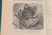 Tr&auml;snitt &rdquo;Spetsnosad groda (Ceratobatrachus Guentheri)&rdquo; ur bok fr&aring;n 1903 