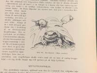 Tr&auml;snitt &rdquo;Bl&aring; l&ouml;vgroda (Hyla c&aelig;rulea)&rdquo; ur bok fr&aring;n 1903 