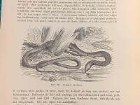 Tr&auml;snitt &rdquo;&Ouml;dlan Pygopus lepidopus&rdquo; ur bok fr&aring;n 1903 