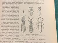 Tr&auml;snitt &rdquo;Termiter (Termes lucifugus)&rdquo; ur bok fr&aring;n 1903 