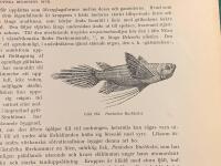 Tr&auml;snitt &rdquo;Fj&auml;rilsfisk (Pantodon Buchholzi)&rdquo; ur bok fr&aring;n 1903 