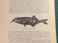 Tr&auml;snitt &rdquo;Elefantfisk (Mormyrus Petersi)&rdquo; ur bok fr&aring;n 1903 