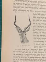 Tr&auml;snitt &rdquo;Impala antilop&rdquo; ur bok fr&aring;n 1903 