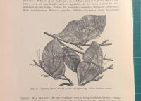 Tr&auml;snitt &rdquo;Fj&auml;rilar kamouflerade som l&ouml;v&rdquo; ur bok fr&aring;n 1902 