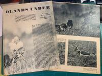 Retro-artikel &rdquo;F&aring;glar p&aring; &Ouml;land&rdquo; fr&aring;n 1953