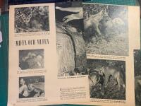 Retro-artikel &rdquo;Med r&auml;var som husdjur i Stockholm&rdquo; fr&aring;n 1953