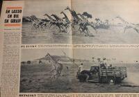 Retro-artikel &rdquo;S&aring; f&aring;ngar man en giraff&rdquo; fr&aring;n 1952