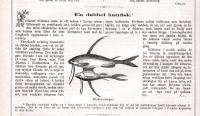 Tr&auml;snitt &rdquo;Kattfisk&rdquo; ur tidskrift fr&aring;n 1879