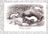 Tr&auml;snitt &rdquo;Hermelinen i vinterdr&auml;gt&rdquo; ur tidskrift fr&aring;n 1880