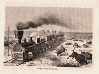 Tr&auml;snitt &rdquo;Buffeljakt fr&aring;n t&aring;g&rdquo; ur tidskrift fr&aring;n 1870