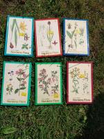 Nordens flora del 1-6