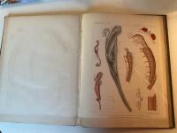 De vid sveriges v&auml;stra kust lefvande Spongiae, Japanska cephalopoder, Cirkulations- och digestionsorganen hos annelider, Beitrag zur Kenntniss der inneren m&auml;nnlichen geschlechtsorgane der cypriden .