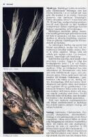 Skadeg&ouml;rare p&aring; &aring;kern