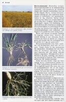 Skadeg&ouml;rare p&aring; &aring;kern