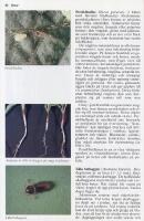 Skadeg&ouml;rare p&aring; &aring;kern