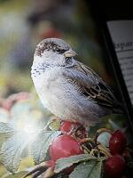 F&aring;glar fr&aring;n f&ouml;nstret :&nbsp;k&auml;nn igen v&aring;ra vanligaste f&aring;glar / text: Ulla Hemberg ; fotografier: Naturfotografernas bildbyr