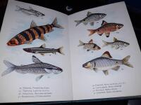 Akvariefiskar i f&auml;rg / f&auml;rgillustr. av N. Norvil.