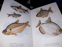 Akvariefiskar i f&auml;rg / f&auml;rgillustr. av N. Norvil.