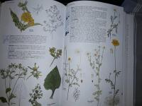 Den nya nordiska floran / Bo Mossberg, Lennart Stenberg ; faktagranskning: Thomas Karlsson.