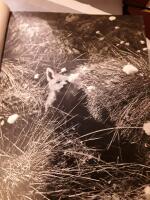 Det stora &auml;ventyret /&nbsp;Arne Sucksdorff ; stillbilder: Astrid Bergman.