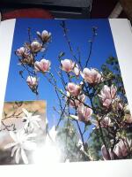 De bästa växterna för tomt & trädgård / Lisa Winnerlid och Sven-Gösta Johansson.