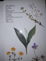 Poesidagbok : dag f&ouml;r dag under hela &aring;ret / dikturval av Ragnhild L&ouml;wenmark och Stig-Arne St&aring;hlbrand ; teckningar av &Aring;ke Gustavsson.