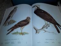 V&aring;ra svenska f&aring;glar i f&auml;rg 1