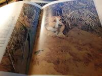 Ett hundliv : ett &aring;r i en hundfamiljs liv / fotografier: Jane Burton och Kim Taylor ; text: Michael Allaby och Jane Burton