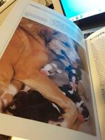 Ett hundliv : ett &aring;r i en hundfamiljs liv / fotografier: Jane Burton och Kim Taylor ; text: Michael Allaby och Jane Burton