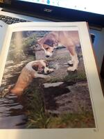 Ett hundliv : ett &aring;r i en hundfamiljs liv / fotografier: Jane Burton och Kim Taylor ; text: Michael Allaby och Jane Burton