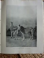 DE LEFVANDE DJUREN P&Aring; JORDEN DEL 1