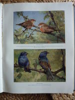 DE LEFVANDE DJUREN P&Aring; JORDEN DEL 2