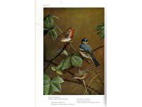 Birds of the Atlantic Islands. Vol. 1: A History of the Birds of the Canary Islands and of the Salvages