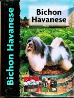 Bichon Havanese