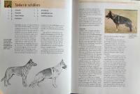 Sch&auml;fer - Om rasen, V&auml;lja valp, Fostran, Sk&ouml;tsel, H&auml;lsov&aring;rd